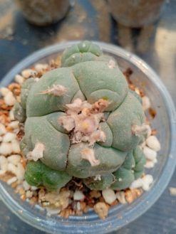 Lophophora Williamsii Var