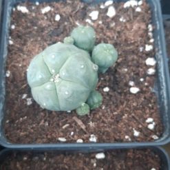 Peyote Cactus